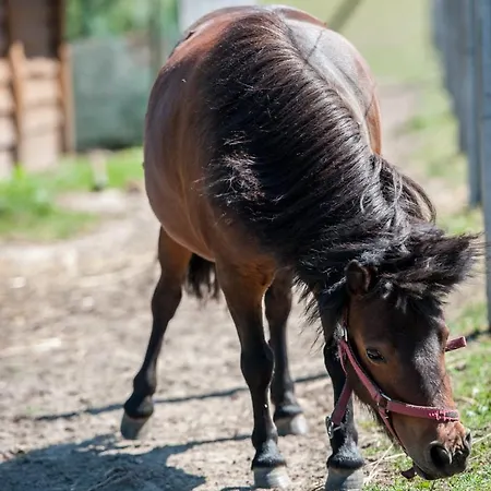 Domki Niegowa Agroturystyka
