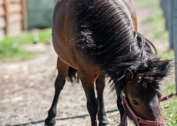 Domki Niegowa Agroturystyka